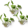 Wall Hanging Planter Propagation Station for Indoor Plants Glass Vase Air Plant Holder Gift for Women Girlfriend Plant Lover