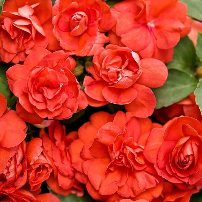 500+Impatiens Mixed Seeds for Planting Outdoor-Perennial Impatiens Balsamina Plants Ornamental Garden Potted Bonsai Indoor