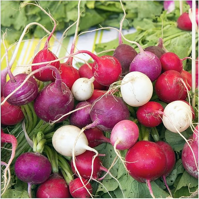 Seed Needs Radish Seeds for Planting Easter Egg Radishes - Non-GMO Heirloom & Untreated - Grow a Home Grown Vegetable Garden - Cool Weather Crops (2 Packs)