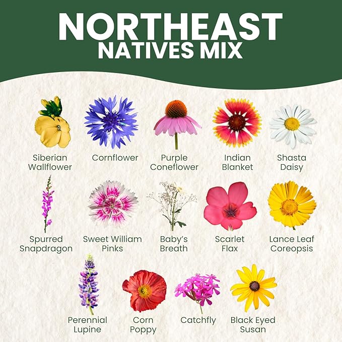 Northeast Natives Mix – 3,000 Seeds for Planting – 2026 Season – 5 Gram Pouch
