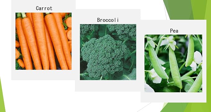 Premium Winter Vegetable Seeds Collection for Planting Organic Non-GMO Heirloom Seeds Radish, Pea, Broccoli, Beet, Carrot, Cauliflower, Green Bean, Kale, Arugula, Gardner and Chef Favorites