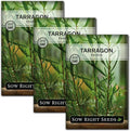 Sow Right Seeds - French Tarragon Seeds for Planting - Non-GMO Heirloom Packet with Instructions to Plant an Outdoor or Indoor Herb Garden - Culinary Leafy Green - Long Lasting Perennial Seasoning (3)