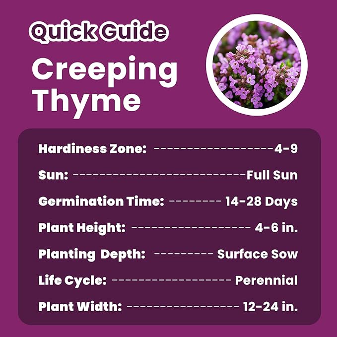 20000+pcs Creeping Thyme Seeds for Planting – Non-GMO Ground Cover Flowers –10g Edible Herb Seeds for Planting Lawns & Paths