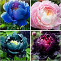 100+ Double Mixed Peonies Seeds for Planting Outdoors,Premium Peony Seeds Non-GMO Heirloom Perennial Flower,Peony Flowers Seed with Ruffled Blooms Garden Home