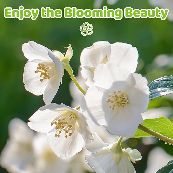 400+ Climbing Jasmine Flower Seeds for Planting – Easy to Grow, Non-GMO, High Germination Fragrant Flowers for Home Garden, Balcony, Trellis, Fence, Vertical Garden Decor