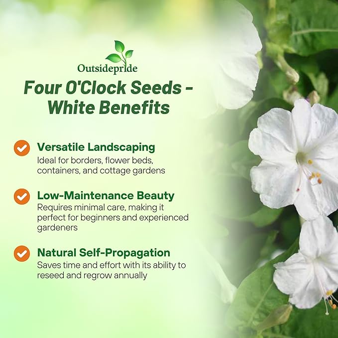 Outsidepride White Four O'clock Flower Seeds - 1 lb Perennial Fragrant, Trumpet-Shaped Blooms, Deer-Proof & Easy to Grow, for Pollinator & Evening Gardens, Containers, Hedges, or Borders