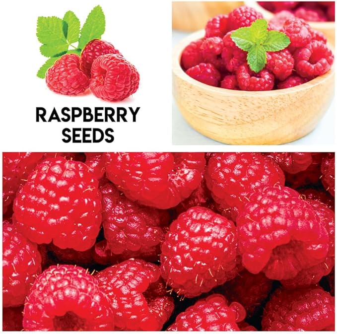 Fruit Garden Seeds Kit for Growing - Elderberry, Blueberry, Red Strawberry, White Strawberry, Raspberry, Mulberry. 100 Seeds of Each Fruit - Packaged Individually