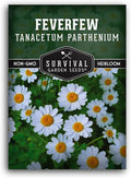 Feverfew Seeds for Planting - Perennial Daisy-Like Flower Herb, Pollinator Friendly Garden, Easy to Grow Traditional Herb - Heirloom Non-GMO Open Pollinated - Survival Garden Seeds (1 Pack)