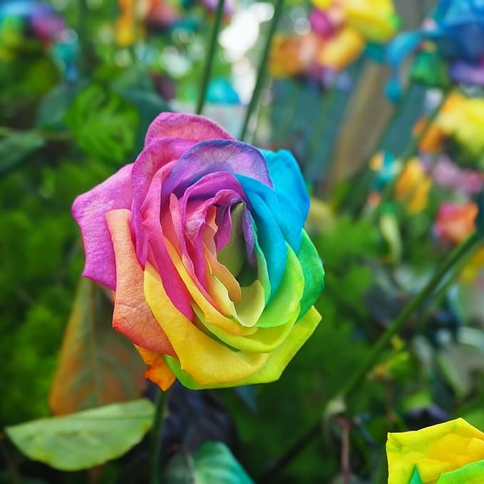 200+ Rare Rose Seeds for Planting, Mixed Color Perennial Shrub Hybrid Rose Flower Seed, Non-GMO Heirloom Flower Seeds for Garden Home