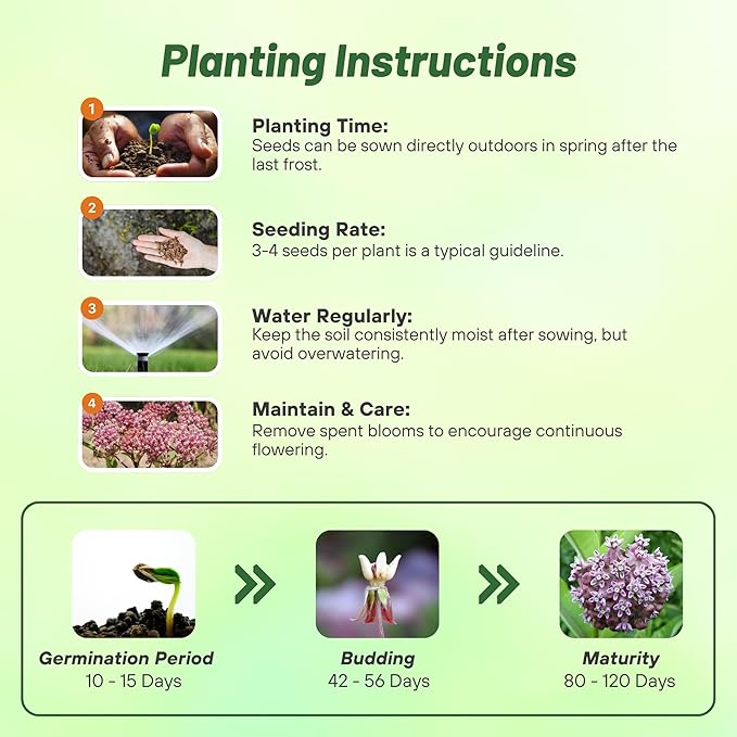 Outsidepride Common Milkweed Seeds - 50 Pcs Perennial, Heat & Humid Tolerant, Pollinator-Friendly Wildflower Seeds, Ideal for Monarch Butterflies, Cut Flowers, Borders, or Meadows