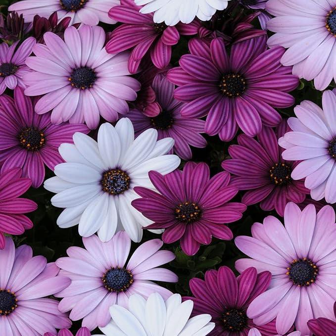 Outsidepride Akila Mix Osteospermum African Daisy Seeds - 20 Pcs. Perennial Flower Seeds for Planting Outdoors with Long-Lasting Blooms, Drought-Tolerant, Easy to Grow for Sunny Gardens & Borders