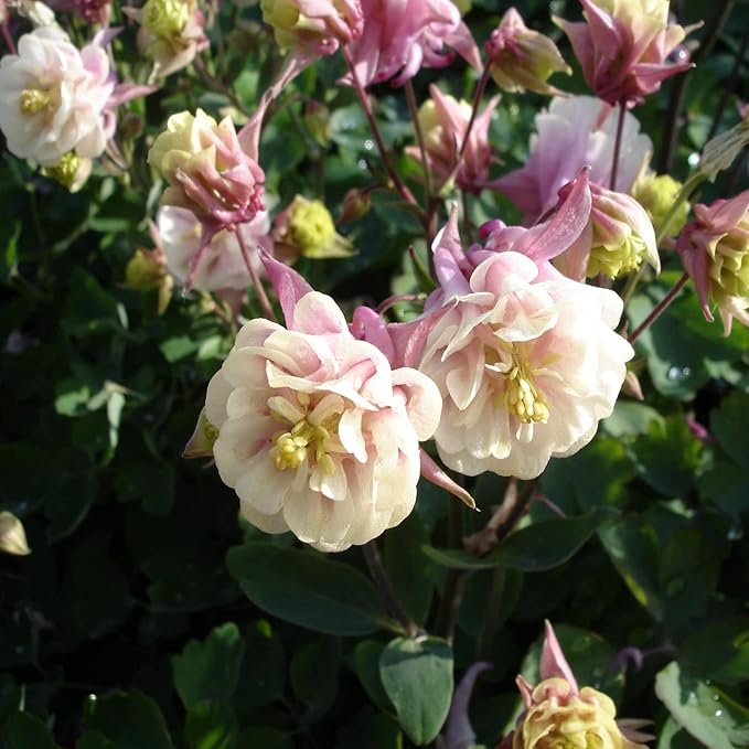 Outsidepride Rose White Columbine Seeds - 10 Pcs Perennial, Easy to Grow Flower Seeds for Planting, Suitable for Pollinator-Friendly Garden, Cut Floral Arrangements, Ground Covers, or Borders