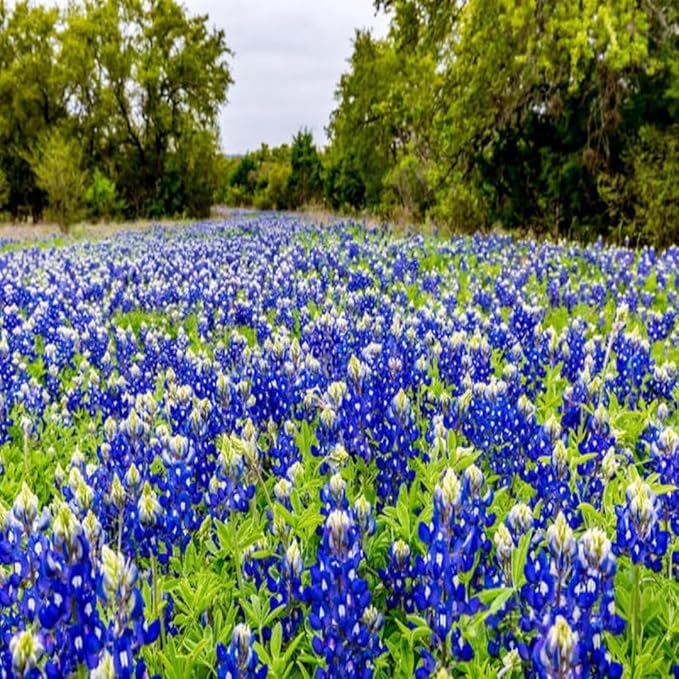 Texas Lupine Bluebonnet Wildflower Seeds, 1000 Count for Garden Planting, Non-GMO Heirloom