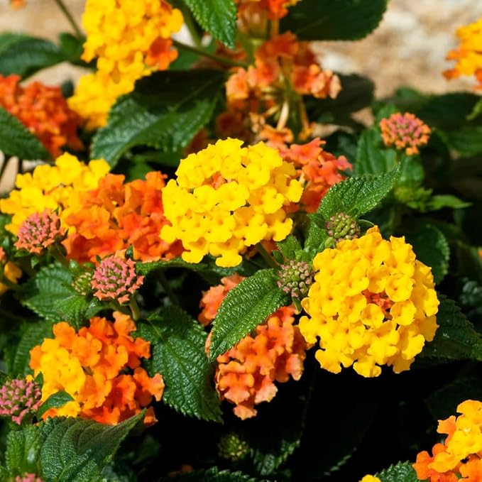 310+ USA PERMIUM Perennial Mix Lantana Camara Flowers Seeds for Planting Outdoors-Non GMO Heirloom Fragrant Garden Flowers Open Pollinated