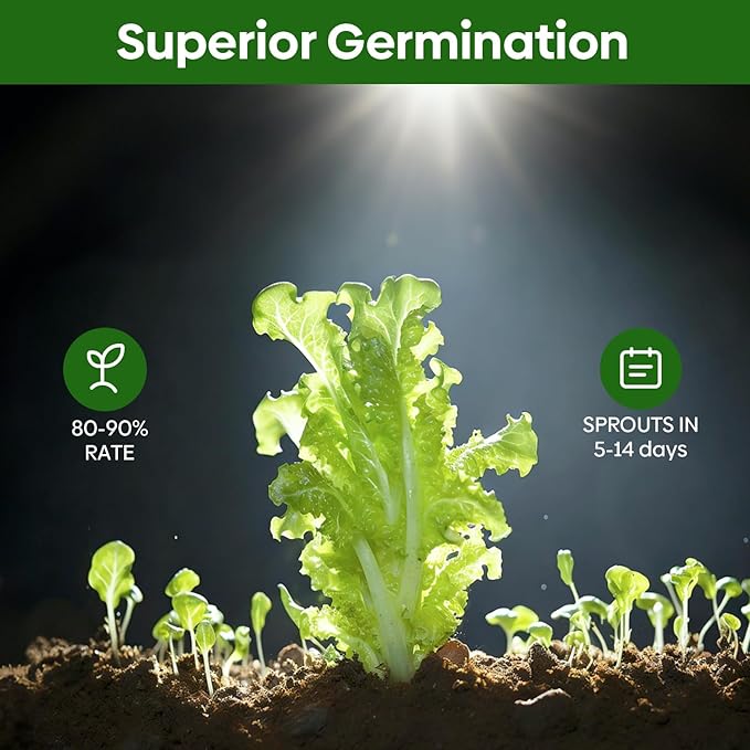 Groundio Lettuce Seeds, 5 Varieties Salad Greens Seeds, Non-GMO Heirloom Seeds for Planting Outdoor, Indoor or Hydroponic - Buttercrunch Lettuce, Romaine, Arugula, Kale and Spinach