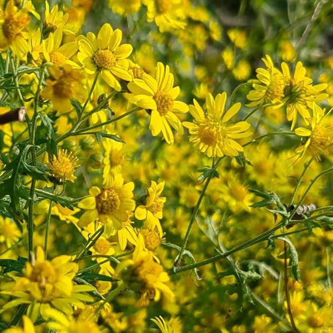 2500pcs Oxeye Daisy Seeds - Wild Chrysanthemum Leucanthemum Vulgare, Non-GMO Perennial Flower Seeds, Pollinator Friendly & Drought Tolerant for Garden, Meadows, Containers