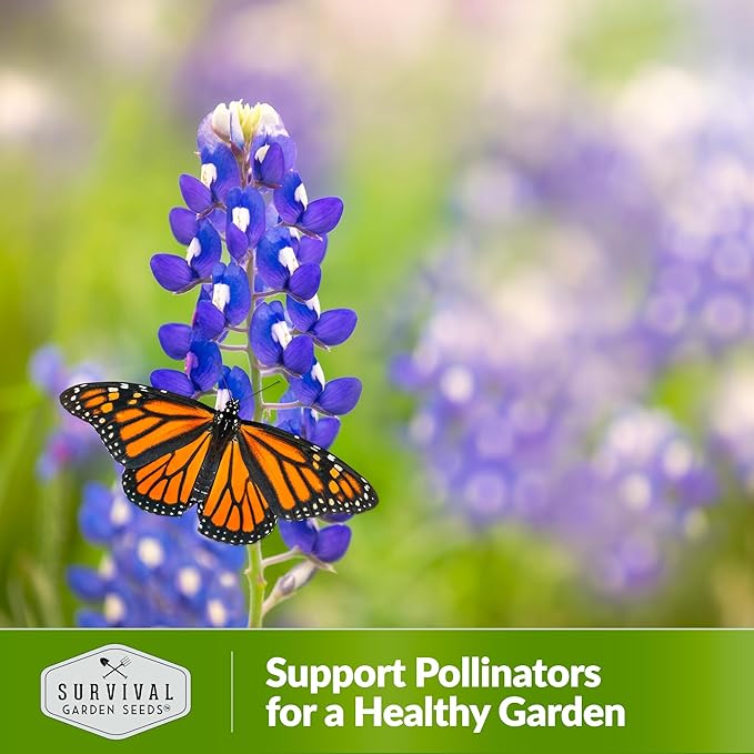 Texas Bluebonnet Seeds for Planting - 2 Packets with Instructions to Plant & Grow Lupinus Texenisis in Your Home Wildflower Garden - Non-GMO Heirloom Variety- Survival Garden Seeds - Drought Resistant