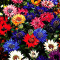 1008+ Dwarf Colorful Cornflower Seeds Perennial, Cornflower Seeds Mix for Planting, Corn Flower Seed Non-GMO Heirloom Plant Seed Gardens Outdoor
