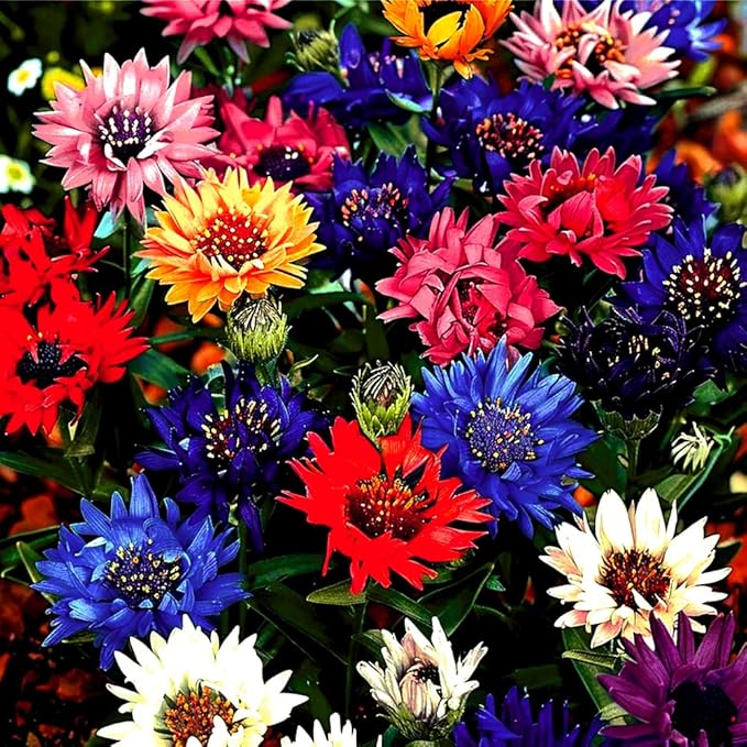 1008+ Dwarf Colorful Cornflower Seeds Perennial, Cornflower Seeds Mix for Planting, Corn Flower Seed Non-GMO Heirloom Plant Seed Gardens Outdoor