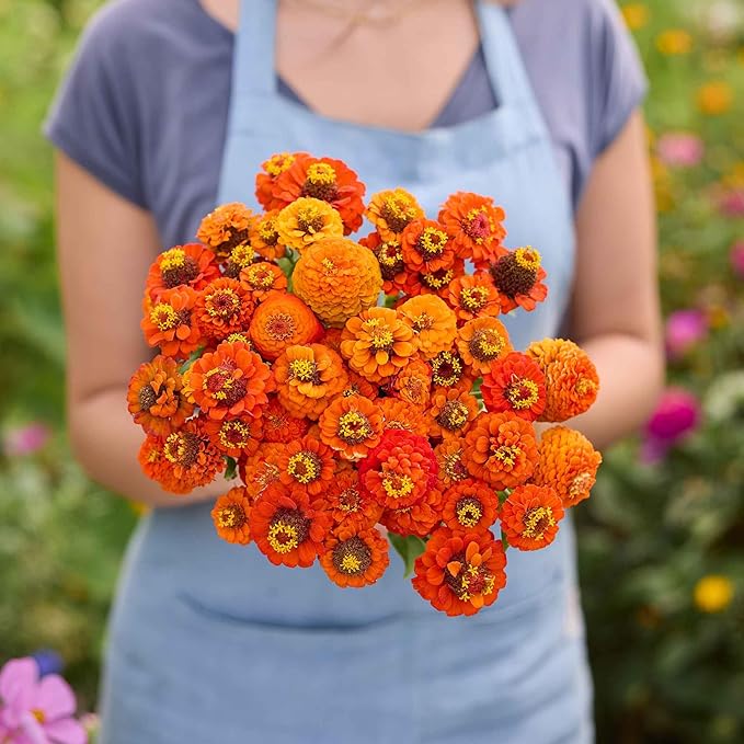 Eden Brothers Zinnia Seeds - Lilliput Orange, Non-GMO Seeds for Planting, Packet | Low-Maintenance Flower Seeds, Plant During Spring, Zones 3, 4, 5, 6, 7, 8, 9, 10