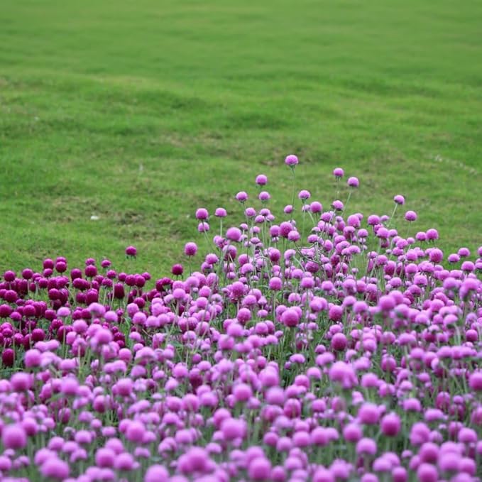 Mixed Globe Amaranth Seeds - 300 Pcs Annual, Heat & Drought Tolerant, Pollinator Friendly | Vibrant Pom Pom Blooms for Beds, Borders, Cut Flowers & Dried Arrangements, Non-GMO Heirloom