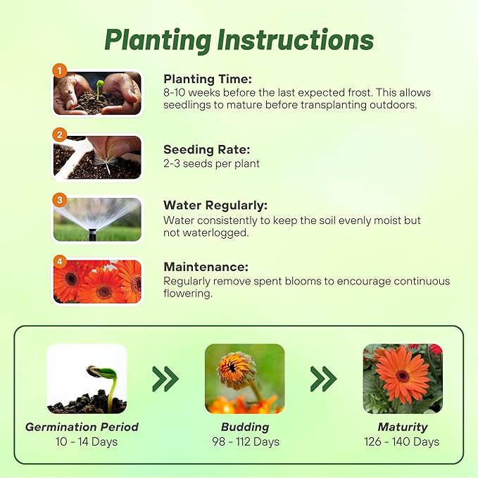 Outsidepride Pastel Orange Gerbera Seeds - 10 Pcs Perennial, Compact & Low Maintenance, Flower Seeds for Planting w/Vibrant Orange Blooms, Ideal for Garden Landscaping & Cut Flower Arrangements