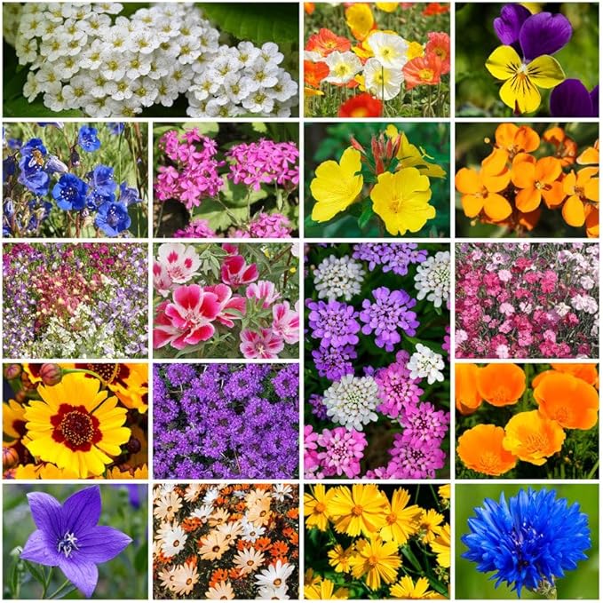 Park Seed Grow Your Own Vibrant Annual and Perennial Wildflower Garden Seeds Mixture, Easy to Grow Varieties for Pollinators and Spring Gardens - Low Growing Mix, 1/4 lb