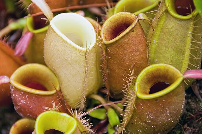 Doter Carnivorous Plant Soil Mix for Repotting 4 QT, All Natural Ingredients Great for Venus, Sundews, and Pitcher Plants