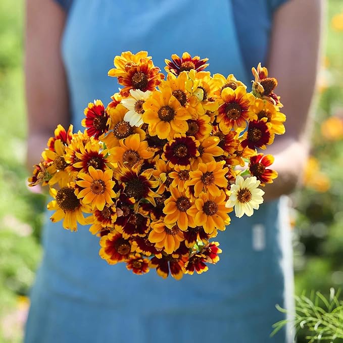 Eden Brothers Mexican Zinnia Seeds - Persian Carpet, Non-GMO Seeds for Planting, 1 oz | Low-Maintenance Flower Seeds, Plant During Spring, Zones 3, 4, 5, 6, 7, 8, 9, 10