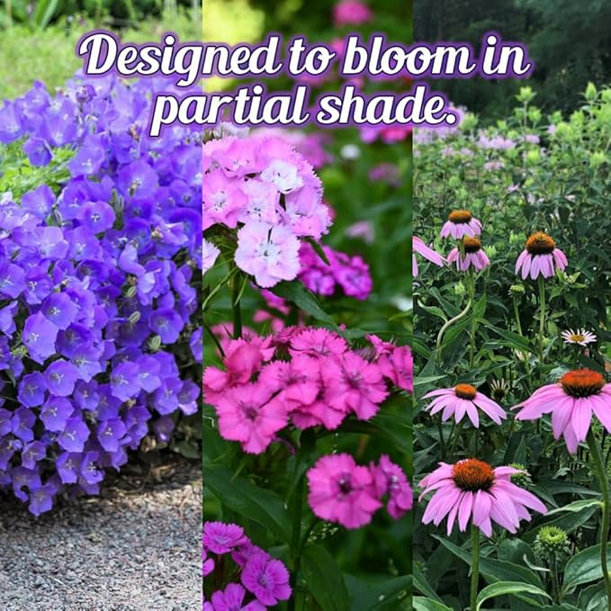 BBB Seed Partial Shade Wildflower Seeds 4oz - Open-Pollinated Wildflower Seed Mix Packet, No Fillers, Annual, Perennial Wildflower Seeds for Planting Year Round, 1/4 Pound