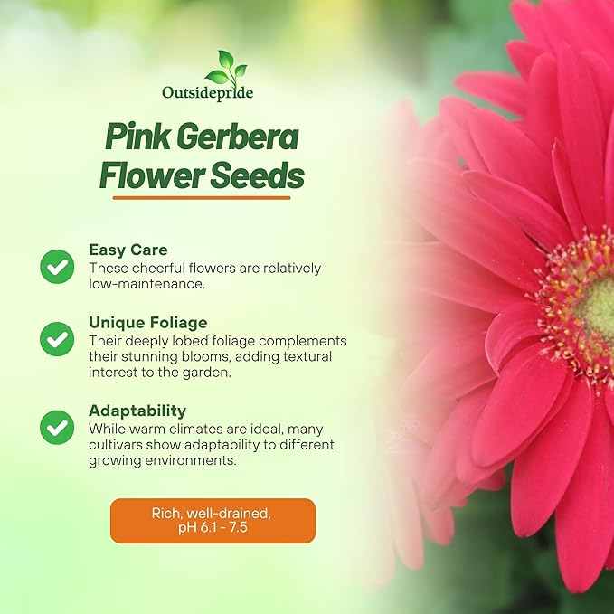 Outsidepride Pink Gerbera Seeds - 20 Pcs Perennial, Compact & Low Maintenance, Flower Seeds for Planting w/Vibrant Green Centered, Pink Blooms, Ideal for Garden Landscaping & Cut Flower Arrangements