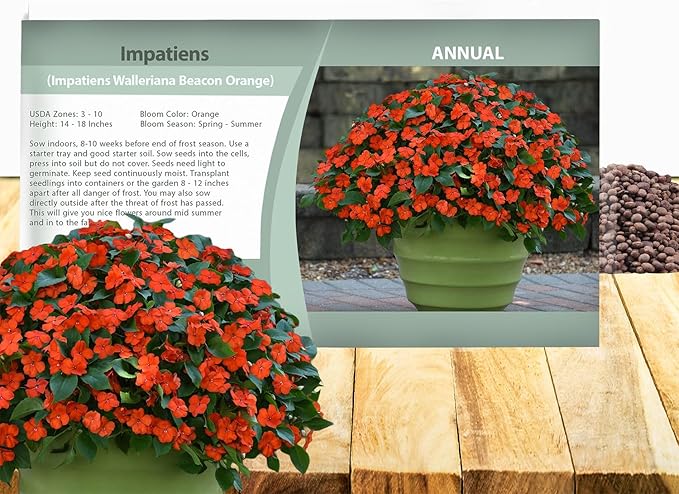 Outsidepride Beacon Orange Impatiens Flower Seeds - 50 Pcs Annual, Compact & Pollinator Friendly, Impatiens Seeds for Planting w/Vibrant, Abundant Blooms for Shade Gardens & Container Displays