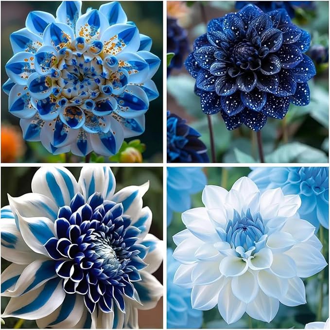 100+ Labyrinth Dahlia Seeds for Planting - Exotic Labyrinth Dahlias Seeds Flower Non-GMO Heirloom Garden for Indoor Outdoor