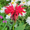 1000 Bee Balm Flower Seeds – Bright Red Perennial Blooms for Pollinator-Friendly Gardens