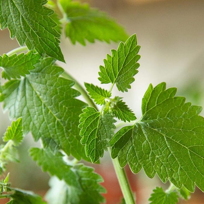 Gaea's Blessing Seeds - Catnip Seeds - Non-GMO Heirloom Seeds Nepata Cataria Open-Pollinated - with Easy to Follow Instructions - 90% Germination Rate Net Wt. 1.1g (Pack of 2)