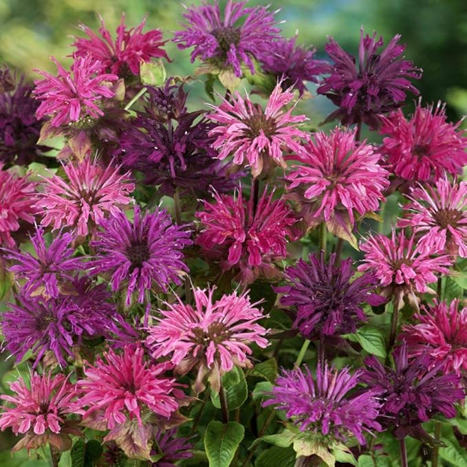 Outsidepride Bee Balm Mix Seeds - 500 Pcs Perennial, Easy to Grow & Pollinator Friendly Monarda Didyma Flower Seeds for Planting Mint Scented Leaves & Edible Blooms, Ideal for Teas & Potpourri