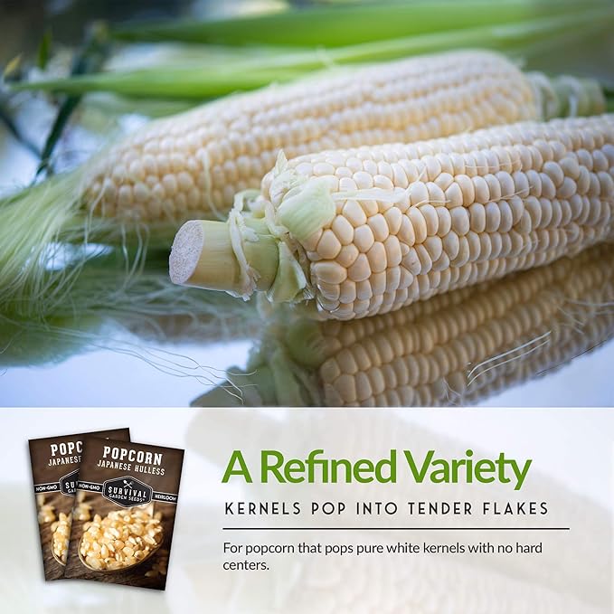 Survival Garden Seeds - Japanese Hulless Popcorn Seed for Planting - 3 Packets with Instructions to Plant and Grow Delicious Kernel Popcorn in Your Home Vegetable Garden - Non-GMO Heirloom Variety