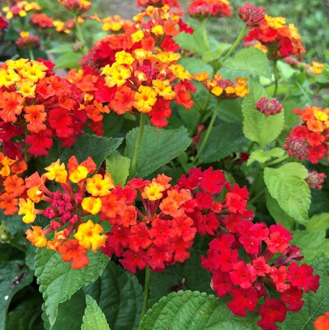 310+ USA PERMIUM Perennial Mix Lantana Camara Flowers Seeds for Planting Outdoors-Non GMO Heirloom Fragrant Garden Flowers Open Pollinated