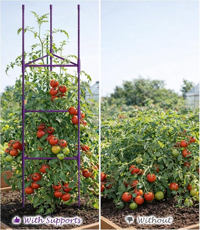Growsun 51 inch Tomato Cage Heavy-Duty Plant Support Cucumber & Vine Vegetables – Adjustable Purple Metal Garden Trellis for Climbing Plants, Indoor & Outdoor Use, 3 Pack