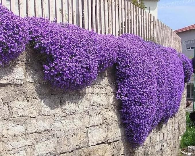 20000+ Creeping Thyme Seeds for Planting -Perennial Ground Cover Plants Flowers Non-GMO Heirloom (Purple)