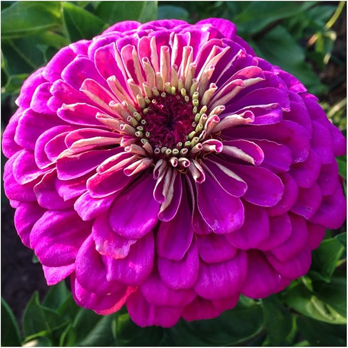 Seed Needs, Violet Queen Zinnia Seeds - 250 Heirloom Seeds for Planting Zinnia elegans - Magenta Colored Blooms Perfect for an Outdoor Butterfly Garden, Makes A Great Cut Flower (2 Packs)