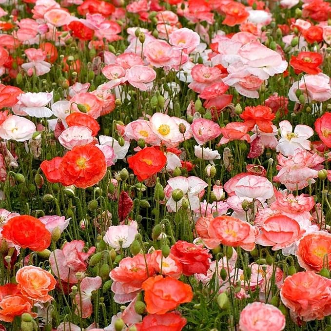 Double Shirley Mix Poppy Seeds for Planting, 3000+ Flower Seeds Per Packet, (Isla's Garden Seeds), Non GMO & Heirloom Seeds, Botanical Name: Papaver rhoeas, Great Poppies for a Gift