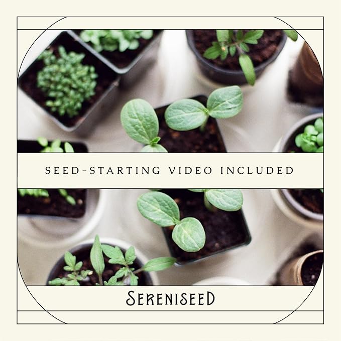 Sereniseed Certified Organic Curled Chervil Seeds – Non GMO, Heirloom – Seed Starting Video – Seeds for Indoor and Outdoor Planting (Anthriscus cerefolium)
