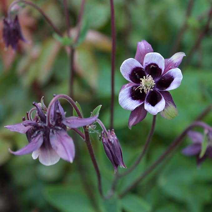 Outsidepride William Guinness Columbine Seeds - 1000 Pcs Perennial, Easy to Grow Flower Seeds for Planting, Suitable for Pollinator-Friendly Garden, Cut Floral Arrangements, Ground Covers, or Borders