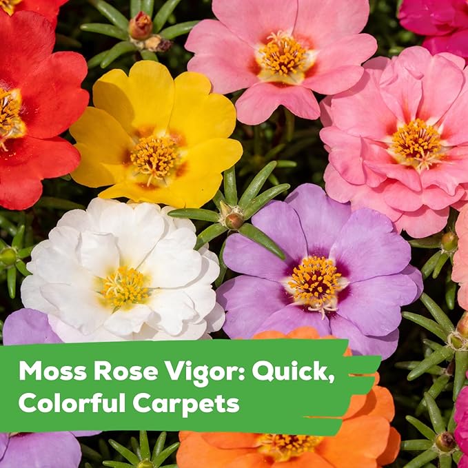 Moss Rose Seeds for Planting, 24,000+ Annual Flower for Ground Cover Flower Seeds, Heirloom Variety, Easy to Grow, Portulaca Seeds to Plant Outdoors Garden Containers