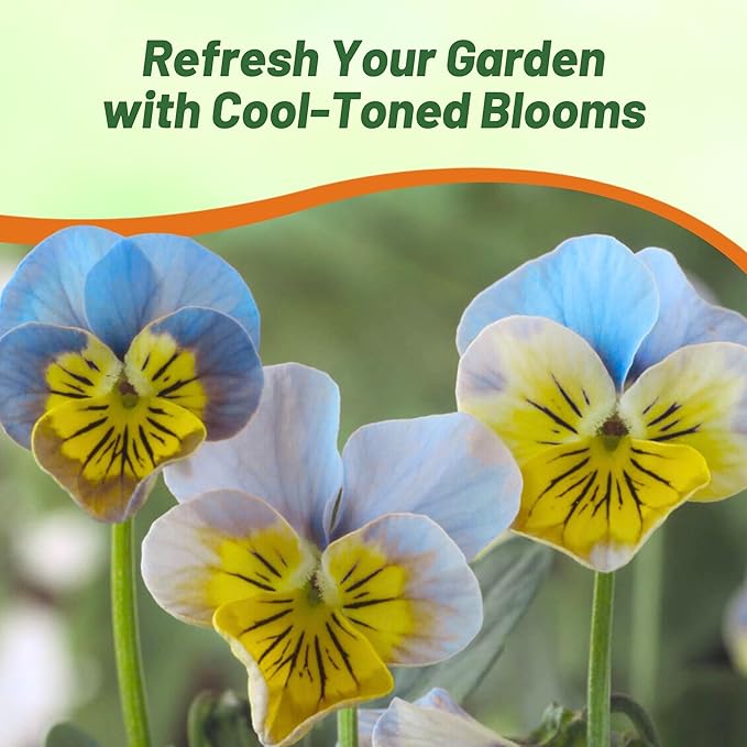 Outsidepride Miniola Heart Ice Blue Violet Seeds for Planting - 100 Pcs Annual, Compact & Pollinator Friendly Viola Flower Seeds w/Green and Blue Blooms, Ideal for Garden Borders & Container Displays