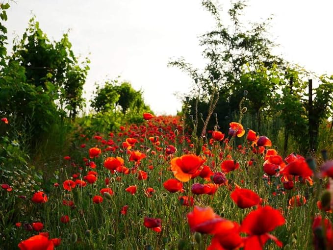 Wildflower Seeds Mixed, Perennial Flower Seeds fo Plating (2 Ounces 18000 Seeds)
