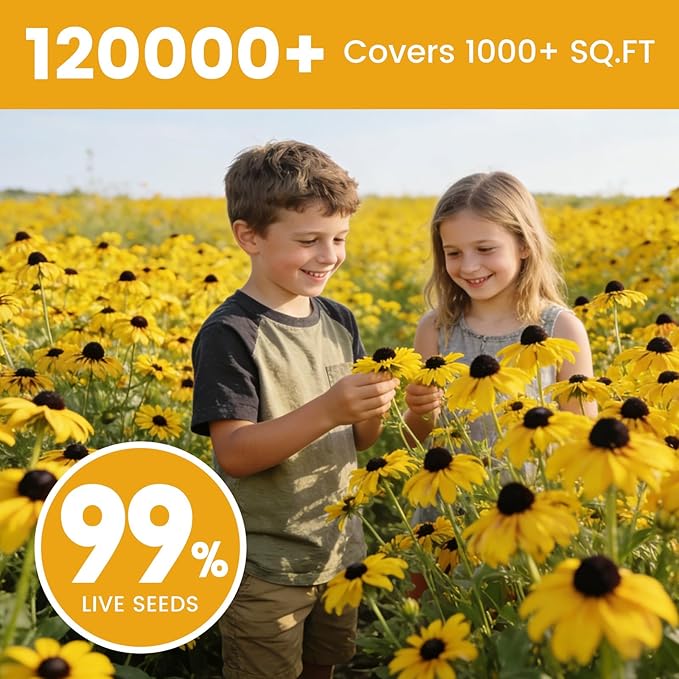 120,000+ Black Eyed Susan Seeds for Planting, Perennial Wildflower Seeds for Pollinator Gardens, Non-GMO Heirloom Flower Seeds to Plant Outside & Inside, Borders, Containers, Rudbeckia hirta