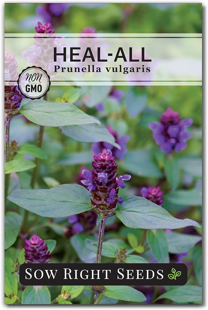 Sow Right Seeds - Heal-All Seeds for Planting - Self Heal Prunella Vulgaris - Non-GMO Heirloom Medicinal Herb - Grow Your Own Wildflower Garden - Attracts Pollinators - Easy to Grow in Gardens (1)
