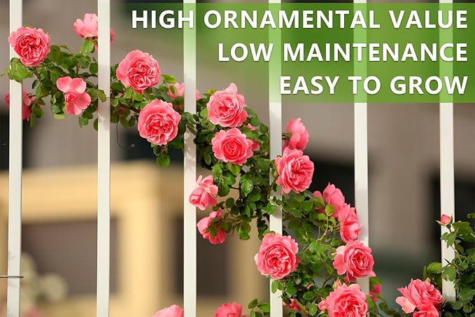 600+ Mix Climbing Rose Seeds for Planting Outdoors Ornamental Vine Rosas Bush Vine Climber Long-Blooming Garden Decoration